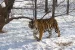 Amur Tiger and Indigenous Taiga Spirituality