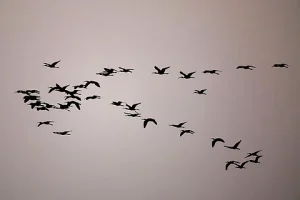 Bird Endemism in Antarctica and Southern Hemisphere