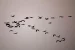 Bird Endemism in Antarctica and Southern Hemisphere