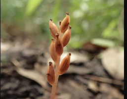 Chamaegastrodia reiekensis