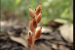 Chamaegastrodia reiekensis