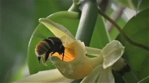 Climate Change Threatens Wild Vanilla Pollination Links
