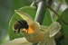 Climate Change Threatens Wild Vanilla Pollination Links