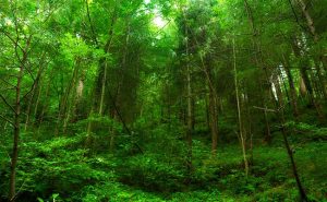 Eco-Sensitive Zone Guidelines