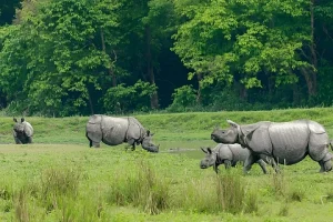 Genetic Analysis of Rhino in Assam