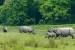 Genetic Analysis of Rhino in Assam