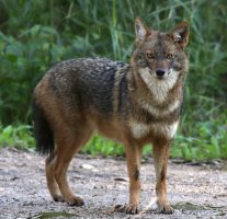 Golden Jackal