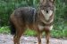 Golden Jackal
