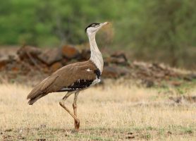 Great Indian Bustard Conservation Power Line Corridors