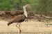 Great Indian Bustard Conservation Power Line Corridors