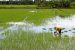 High-Yielding Rice Varieties Boost Delta Paddy Farming
