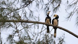 India’s First Hornbill Conservation Centre
