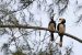 India’s First Hornbill Conservation Centre