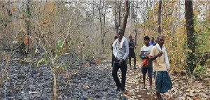 Karlajhar’s Forest Management
