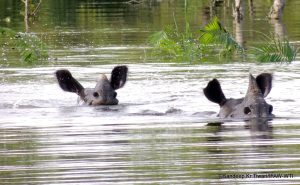 Kaziranga Biodiversity Crisis