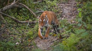 Kaziranga Tiger Reserve Records Third Highest Tiger Density