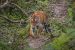 Kaziranga Tiger Reserve Records Third Highest Tiger Density
