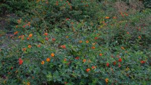 Lantana Camara Invasion in Himachal Pradesh