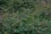 Lantana Camara Invasion in Himachal Pradesh