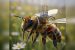 Lightest Brain Control Device Guides Bee Movement