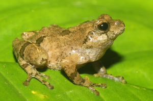 New Bush Frog Species Discovered in Meghalaya
