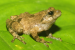 New Bush Frog Species Discovered in Meghalaya