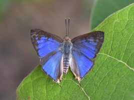 New Butterfly Species in Western Ghats