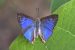 New Butterfly Species in Western Ghats