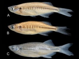 New Cyprinid Fish Species