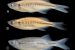 New Cyprinid Fish Species