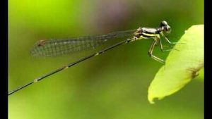 New Dragonfly Species Discovered In Western Ghats