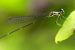 New Dragonfly Species Discovered In Western Ghats