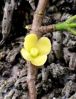 New Garcinia Tree Species Discovered In Assam
