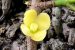 New Garcinia Tree Species Discovered In Assam