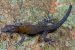 New Gecko Species