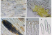 New Lichen Species in Western Ghats