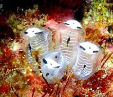 New Panda-Like Sea Squirt Species Discovered