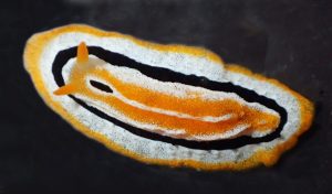 New Wart Sea Slug Species Discovered in Indonesia