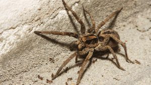 New Wolf Spider Species Discovered In Sundarbans