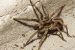 New Wolf Spider Species Discovered In Sundarbans