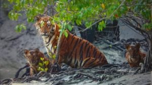 Sundarbans Tiger Reserve Expansion