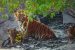 Sundarbans Tiger Reserve Expansion