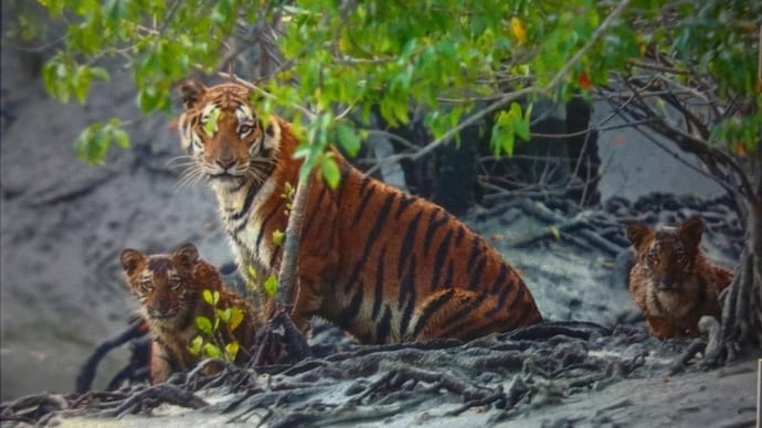 Sundarbans Tiger Reserve Expansion