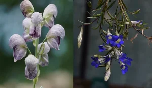 Uttarakhand Launches Endangered Plant Conservation Program