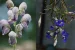 Uttarakhand Launches Endangered Plant Conservation Program