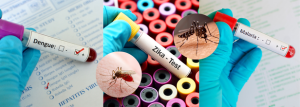 WHO Launches Integrated Guidelines on Arboviral Diseases