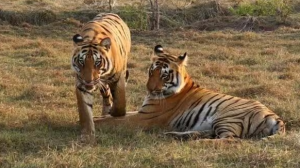 ओडिशा के देब्रीगढ़ वन्यजीव अभयारण्य में बाघों की वापसी की तैयारी