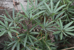 असम में मिली नई प्रजाति — ‘असम अम्ब्रेला प्लांट’ का अद्भुत botanical खोज