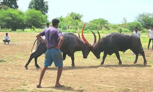 गोवा में बैल लड़ाई (धिरियो) के वैधीकरण पर बढ़ती बहस