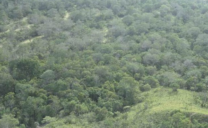 उष्णकटिबंधीय वन: जलवायु संकट में पृथ्वी की अंतिम रक्षा पंक्ति